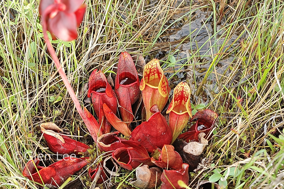Sarracenia purpurea photos Saskatchewan Wildflowers